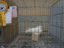 XIV Concurso Exposición de Palomas de Raza en Mula 2024